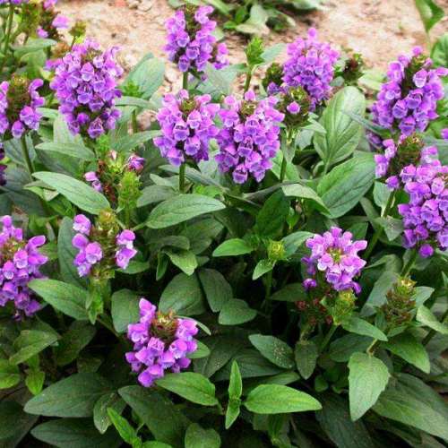 Xia Ku Cao Triterpenoid Saponins Prunella Vulgaris Extract