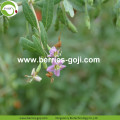 Hot Sale Factory Supply Dried Zhongning Goji Berry