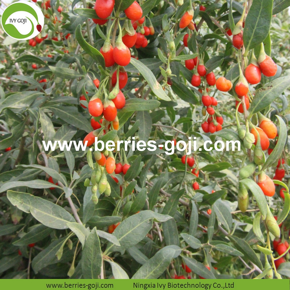 Goji berry