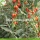 Vitaminas a granel grossas Low Pesticide Goji Berry