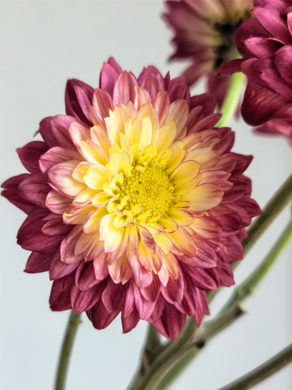 Red Dante Chrysanthemum4