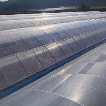 Customized Agricultural Single Seedling Greenhouse