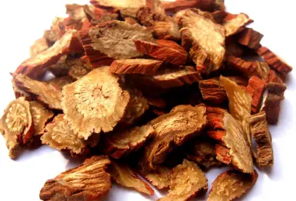 Salvia miltiorrhiza Bge .