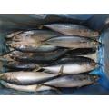 BQF Pacific Mackerel 100-200G 200-300G 300-500G