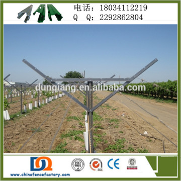 "Y" shape grape open gable trellis system