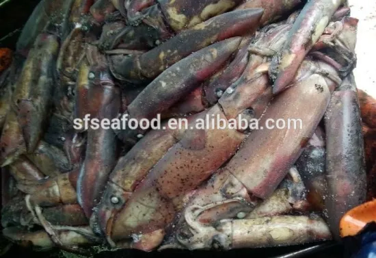 squid price of todarodes pacificus