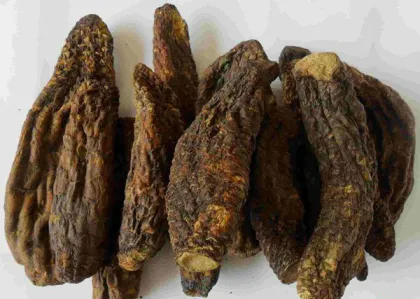 Top Quality Cistanches Herba