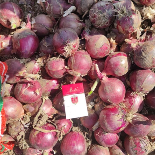 Fresh Red Onions , Fresh Red Onion in Mesh Bag.