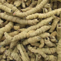 Bacopin Root Morinda Officinalis Extract