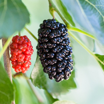 Natural Mulberry Fruit Extract Powder for Health Supplement