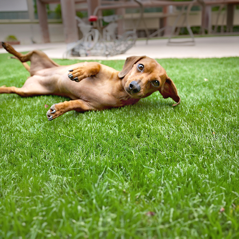 pet artificial grass