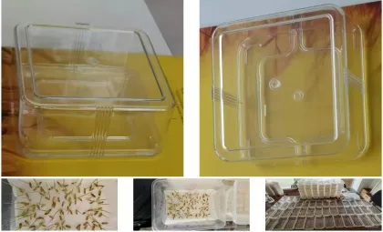 Seed germinating box seed germinating box