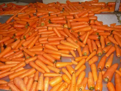 Fresh Carrot in weifang