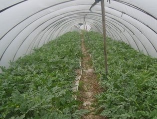 Agricultural Co-extruded film for plastic vine covering