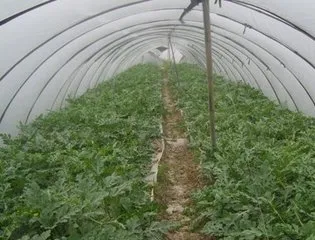 Agricultural Co-extruded film for plastic vine covering