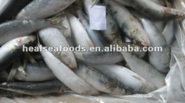 Sardine Seafood