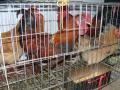 Innaer usine poulet cage couche de volaille