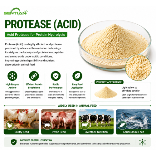 Acid Protease Enzyme for Protein Hydrolysis & Amino Release