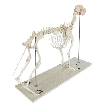 Veterinary Anatomy Model: Canine Skeleton for Medical Science and Teaching