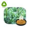 Natural Huperzia Serrata Extract 10:1 Powder Huperzine