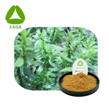 Natural Huperzia Serrata Extract 10: 1 poeder huperzine