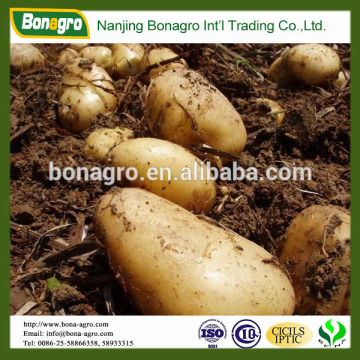 new crop fresh Holland Potato -cheap price