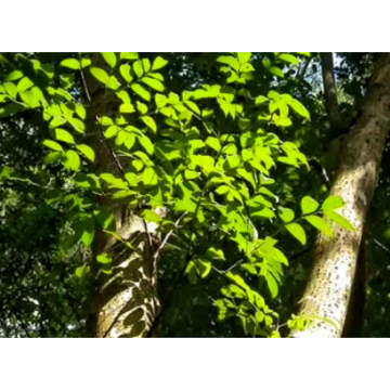 Natural Herbal Free Samples Catuaba Bark Extract Powder for Health Products