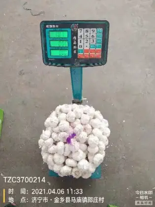 10KG CARTON GARLIC 20KG CARTON