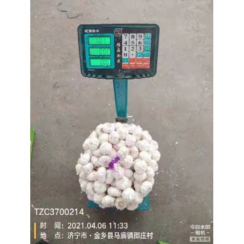 10KG KARTON KNOBLAUCH 20KG KARTON