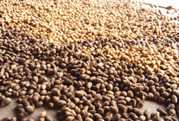 2014 Top Quality Fresh Taro