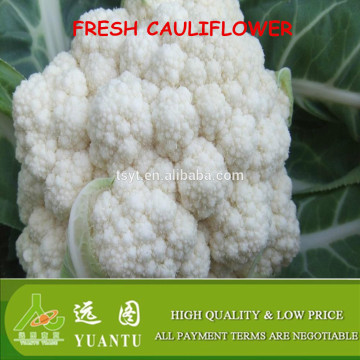 fresh cauliflower exporters