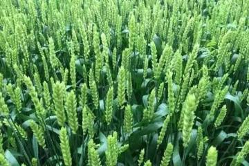 High effect Amicarbazone 98% herbicide