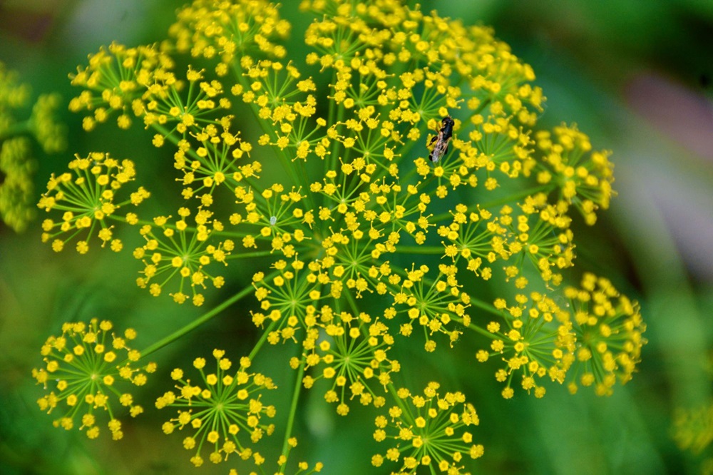 Fennel Honey