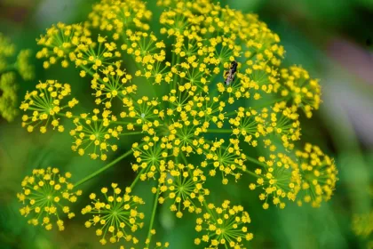 Natural Single Blossom Fennel Nectar Honey