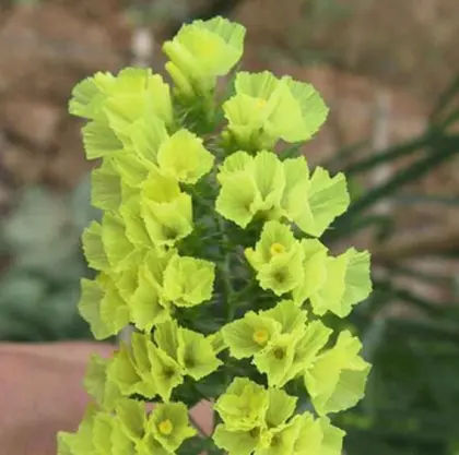 Flower seeds information
