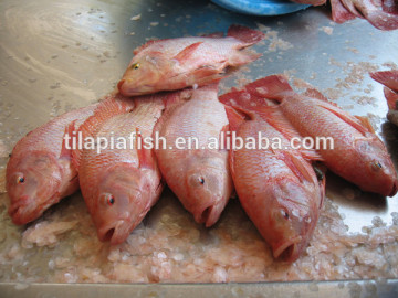 Tasty red and black tilapia fish