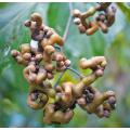 Turnjujube Powder Hovenia Acerba Powder