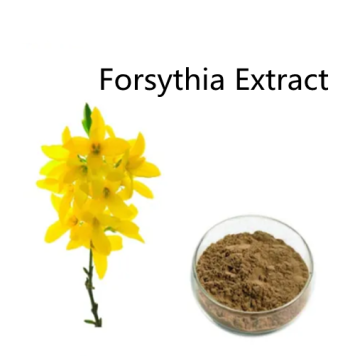 Buy online active ingredients Forsythia Extract powder