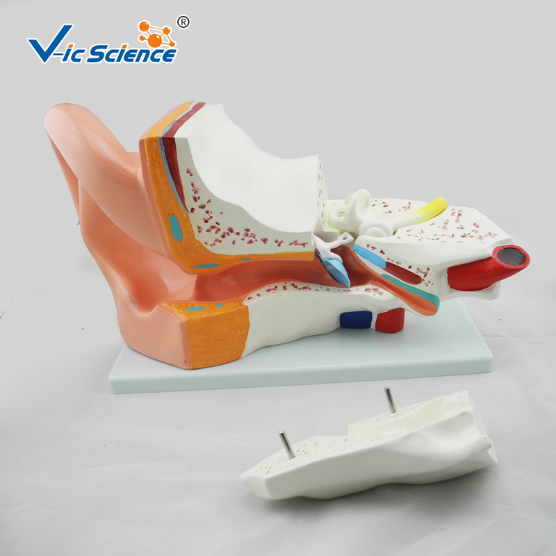 Human Anatomic Model Giant Ear Model คุณภาพสูง Human Anatomic Model ...
