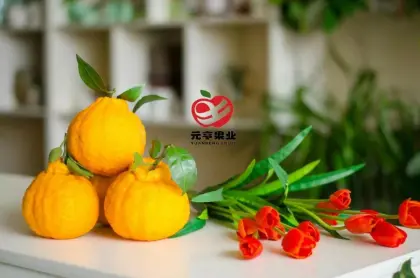 Best fresh citrus perfume