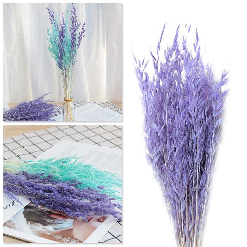 50pcs natural plant colored oat dried flower hay