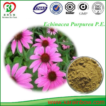 GMP factory supply Hot sale Echinacea Purpurea Extract