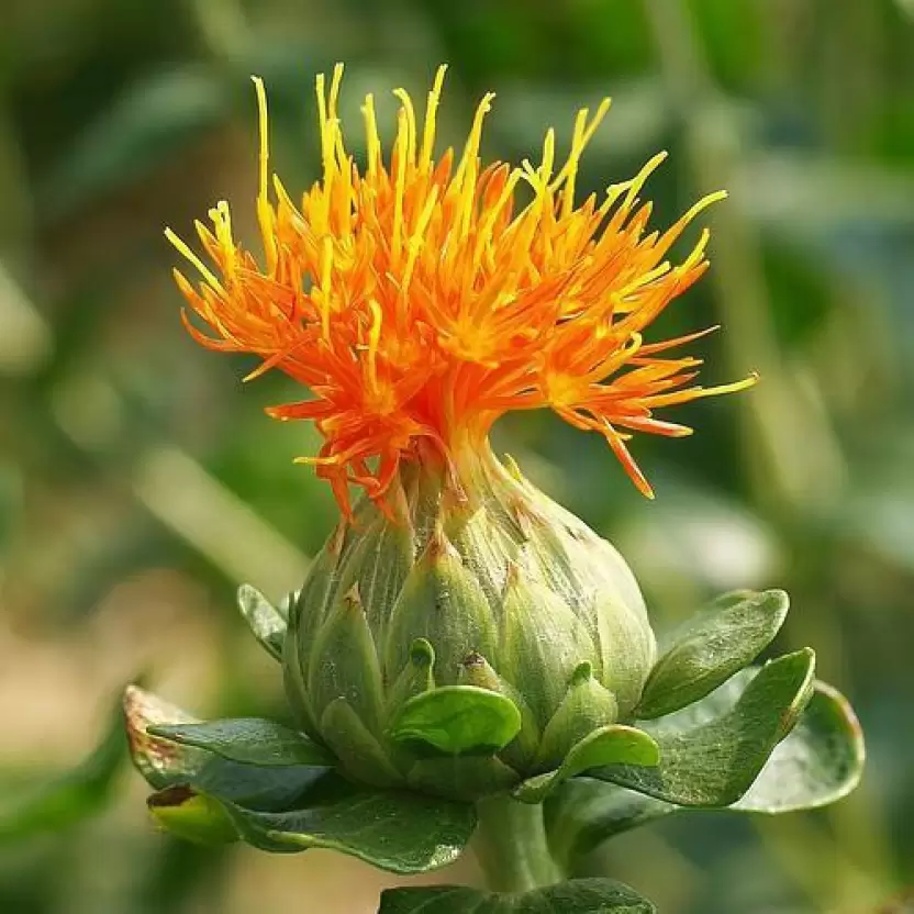 Minyak Biji Safflower Harga Bagus Halus Dalam Jumlah Besar