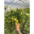 Bouquets জন্য পাইকারি টাটকা নয় তারকা পাতা তাজা