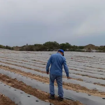 Reflective Plastic Film Mulch Weed Control