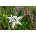 Natürliches Antioxidant schlafend Edelweiss Extrakt Pulver 10: 1