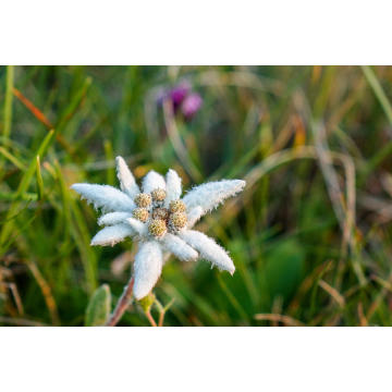 Natural Antioxidant Sleeping Edelweiss Extract Powder 10:1