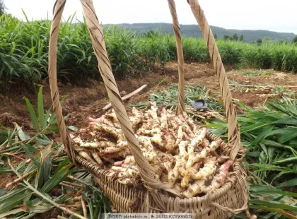 wholesale organic fresh/driedginger