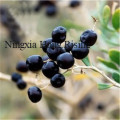 Torkad medelstor svart goji berry wolfberry