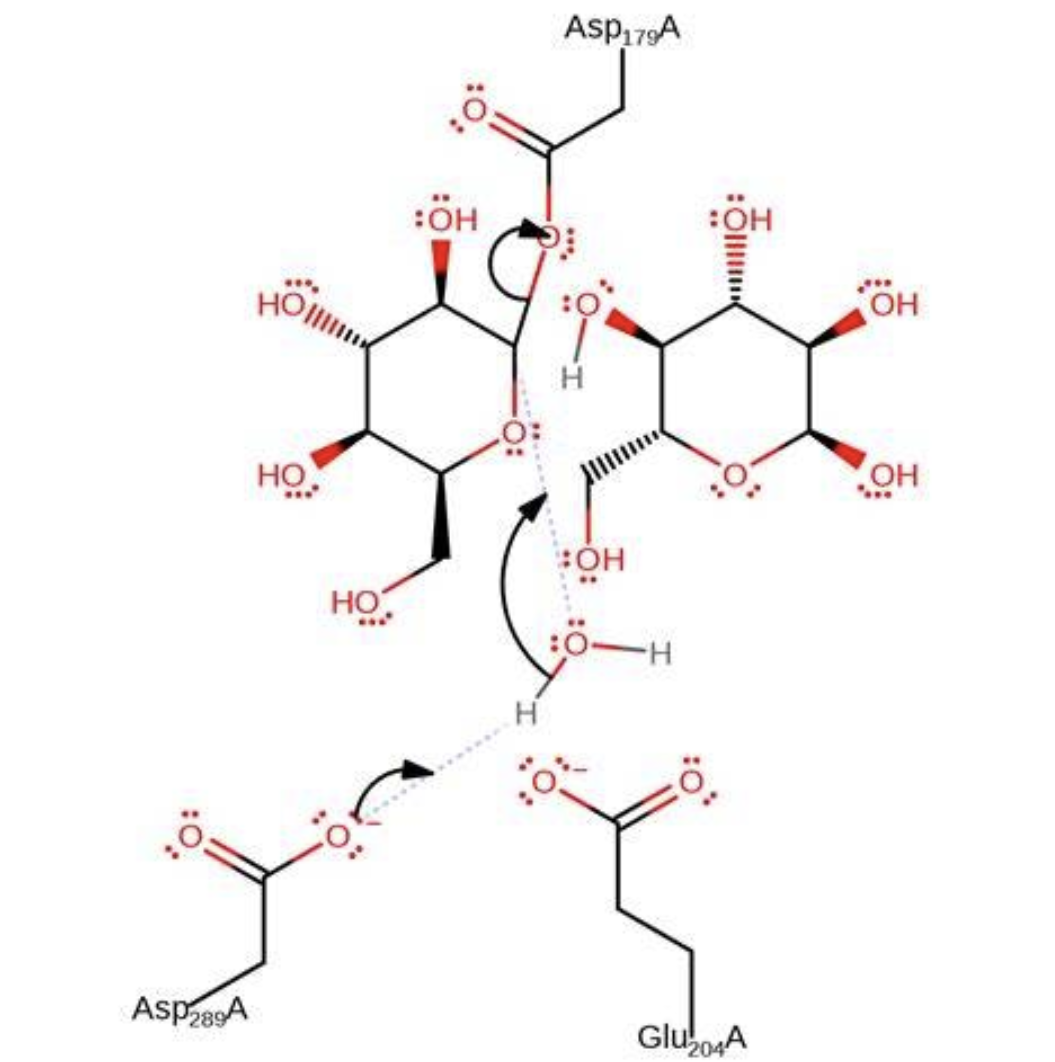 Medium Temperature Amylase for Starch